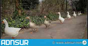 Los patitos en fila en Buenos Aires - ADN Sur