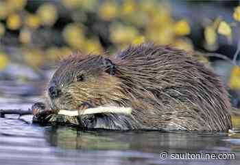 City Responds To “Beaver Cull” On Waterfront