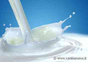 Coldiretti Varese: inaccettabile l'abbassamento del prezzo del latte alla stalla - Varesenews