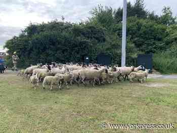 Police search for driver after York crash in which trailer full of sheep overturned