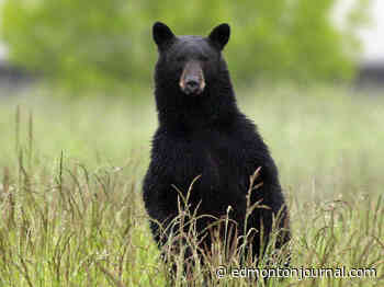 Cold Lake man charged after shooting bear - Edmonton Journal