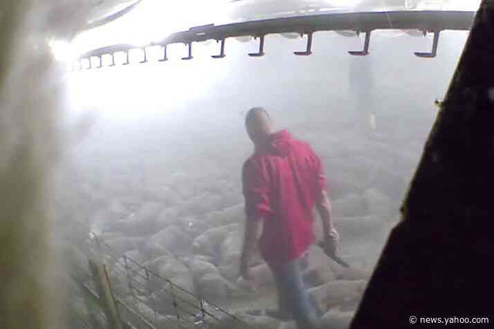 Slaughterhouses reopen but farmers still euthanizing pigs