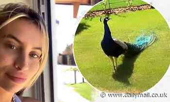 'I am scared': Ferne McCann is left TERRIFIED as a peacock strolls into her garden