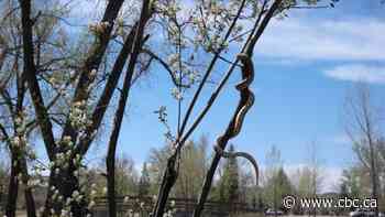 Alberta snake enthusiasts thrilled by encounter with 'extremely docile' bullsnake