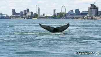 A humpback whale is swimming in the St. Lawrence River in Montreal