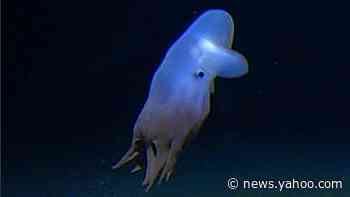 World's deepest octopus captured on camera