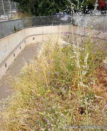Erba sempre più alta alla stazione di Ladispoli - Terzo Binario News - TerzoBinario.it