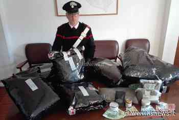 Trovato in casa con 21 kg di erba ma è cannabis light. Torna in libertà il 25enne di Campomarino - isNews.it - isnews