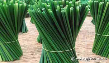 Queste cannucce ecologiche fatte con l'erba si decompongono in soli 15 giorni - GreenMe.it - greenMe.it