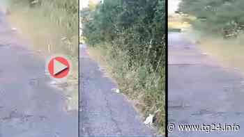 Anagni – Mascherine e guanti gettati in strada e nell'erba altissima (video) - TG24.info