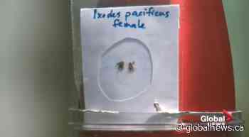 Albertans reporting fewer ticks amid social distancing; risk still there