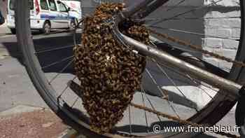 Arras : une opération de sauvetage délicate pour un essaim d'abeilles fugueuses - France Bleu