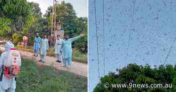 Locust invasion wreaks havoc on Pakistan's crops and orchards - 9News