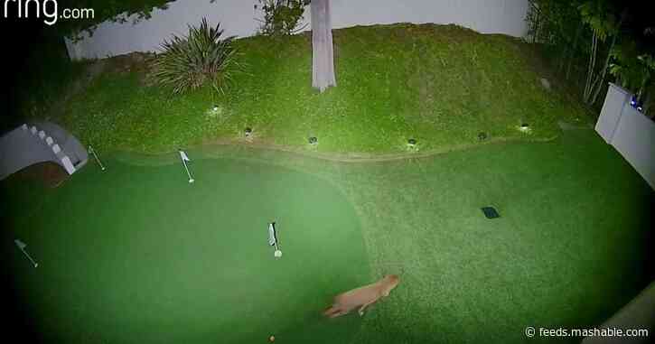 This coyote playing golf in a backyard alone knows how to have a good time