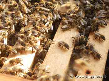 Da Aspromiele alcuni chiarimenti tecnici sulla moria di api scoperta a Farigliano dai Carabinieri Forestali - TargatoCn.it