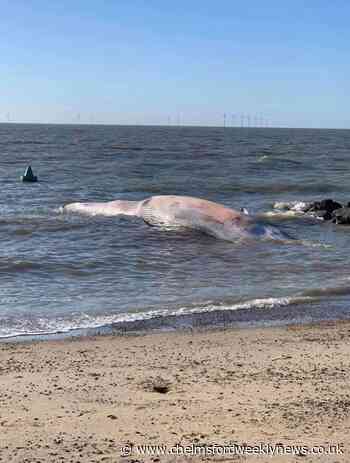 Washed up whale is removed from north Essex beach - Chelmsford Weekly News