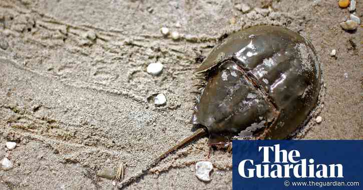 Crab blood to remain big pharma's standard as industry group rejects substitute