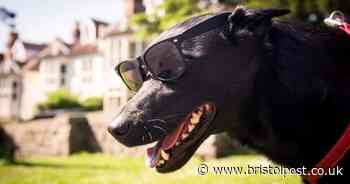 Aldi is selling special mats for cats and dogs to keep them cool during heatwave