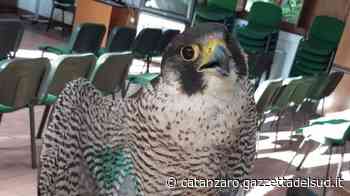 Falco pellegrino in difficoltà e denutrito salvato a Crotone - Gazzetta del Sud