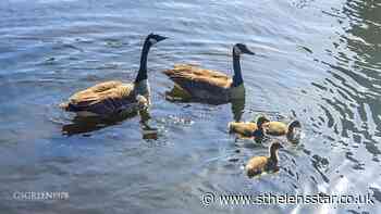 PICTURE OF THE WEEK: Geese family - St Helens Star
