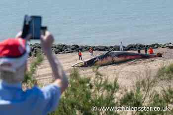Carcass of 40ft whale being removed from Essex beach - St Helens Star