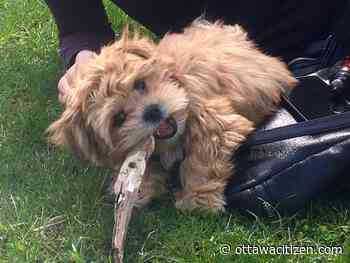 Puppy killed in terrifying attack by unleashed dog in Ottawa park