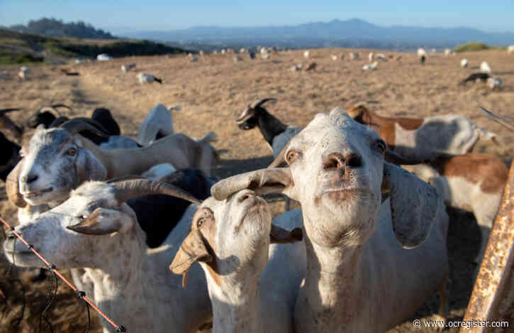 Goats are hard at work clearing Laguna Beach’s steep canyon hillsides with more to come