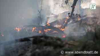 Waldbrand: Heimfeld: 200 Quadratmeter Unterholz in Flammen