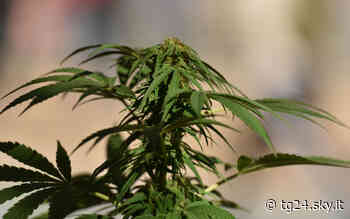 Altofonte, trovata serra di marijuana: due arresti - Sky Tg24