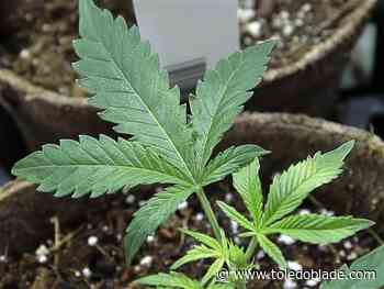 Unlicensed East Toledo medical marijuana group sues over police raid - Toledo Blade