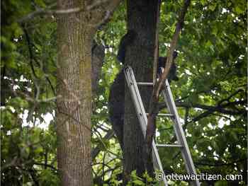 'Your U-bear is here' — Stranded cub relocated from Kanata woodlot - Ottawa Citizen