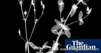 'Magical and antiquarian': William Arnold’s plant portraits