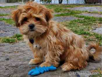 TERRIFYING: Puppy killed in attack by unleashed dog in Ottawa park - Ottawa Sun