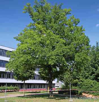 Vier Bäume in Eppingen von Eichenprozessionsspinner befallen - Heilbronner Stimme