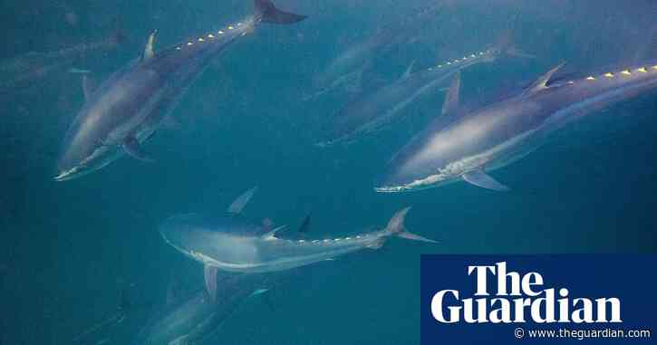 Bid to grant MSC 'ecolabel' to bluefin tuna fishery raises fears for ‘king of fish’