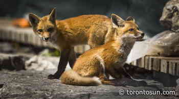 BEARS, MOOSE AND FOXES: It's a zoo out there. - Toronto Sun