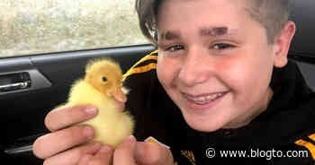 Fostering baby ducks is the latest quarantine trend in Toronto - blogTO