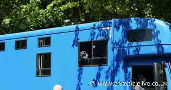 Horses arrive at Newcastle Racecourse as live sport returns to the North East