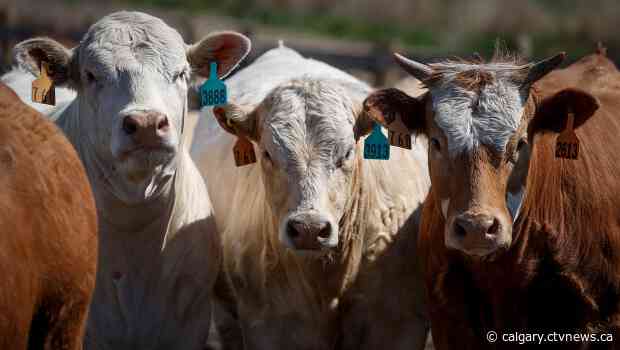 'It's unsettling:' Ranchers and feedlots worried about future impact of COVID-19