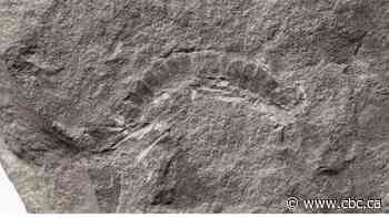 Scientists find oldest fossil of a land animal