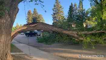 Strong winds down trees, power outages in Sask. Monday morning