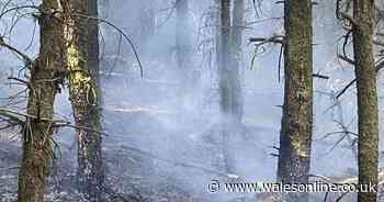 Beauty spot near Blue Lagoon damaged in arson attack