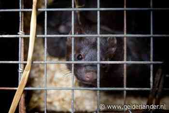 Nertsen in bedrijf Sint Anthonis besmet met coronavirus