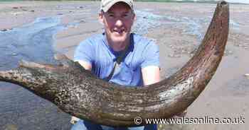 Horn from extinct creature found by fishermen in Severn estuary