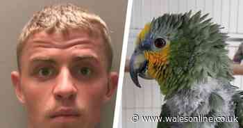 The serial burglar now behind bars thanks to a noisy parrot