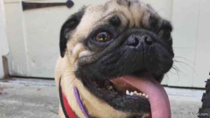 USDA: Pug did not have COVID-19