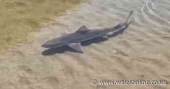 Shark found cut off from sea and swimming around water pool on Welsh beach