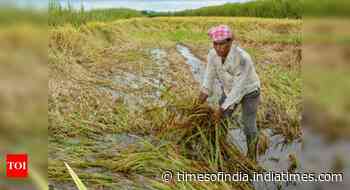 Government hikes MSP of Kharif crops to boost farm income