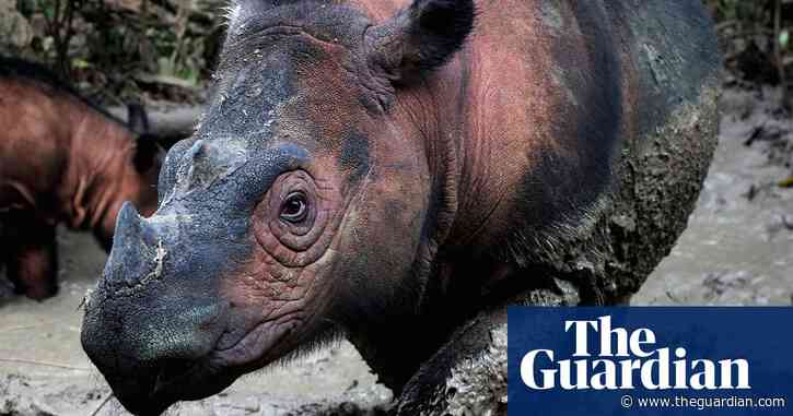 Sixth mass extinction of wildlife accelerating, scientists warn