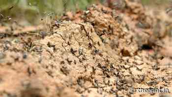 Swarms of locusts enter Chhattisgarh forest area from Madhya Pradesh - ThePrint